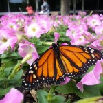 Monarch Butterfly - it's time to flutter.